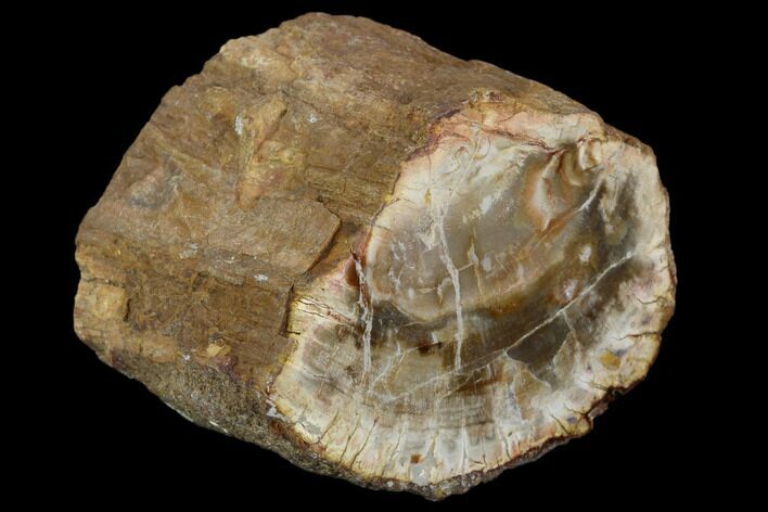 Polished Petrified Wood Limb - Madagascar #106639